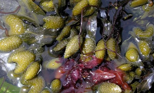 Tangsafari i Lillebælt