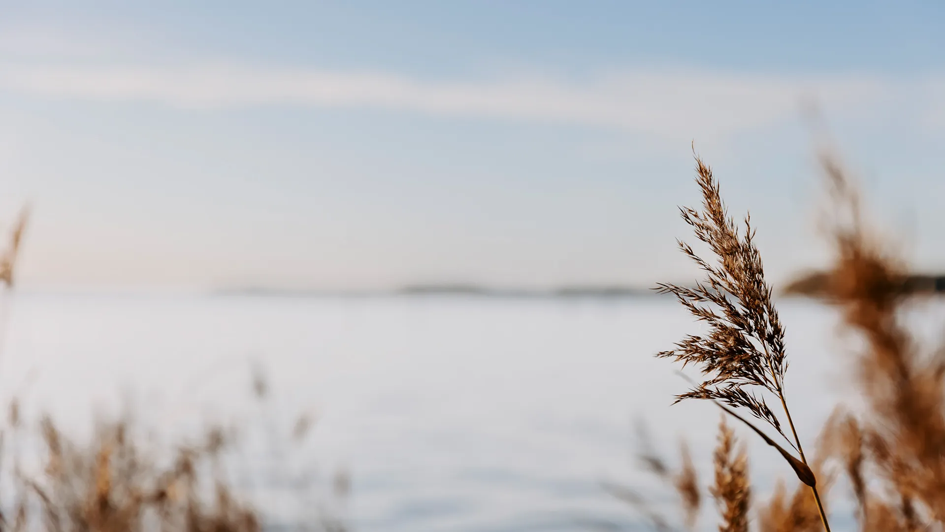 Sivgræs ved Lillebælt i blidt vinterlys