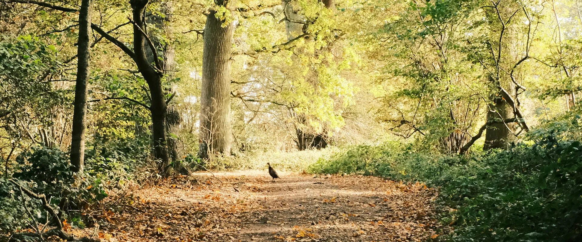 Skovsti dækket af efterårsblade i sollys mellem store løvtræer