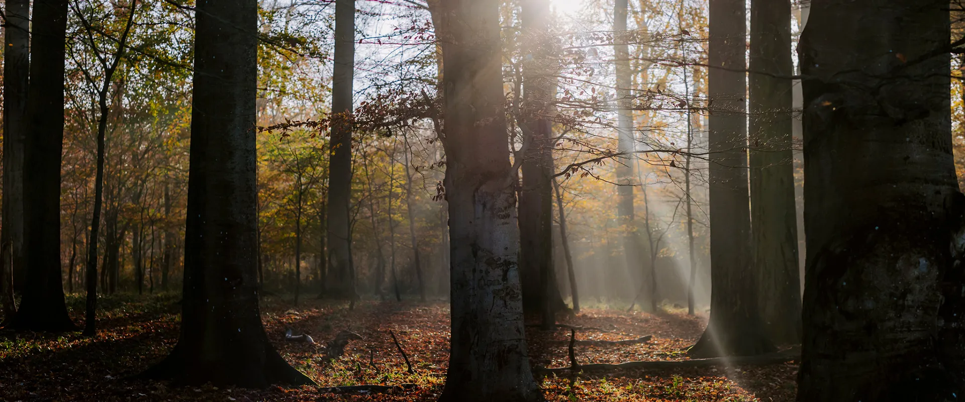 Sollys filtrerer gennem løvtræer i dansk bøgeskov om efteråret