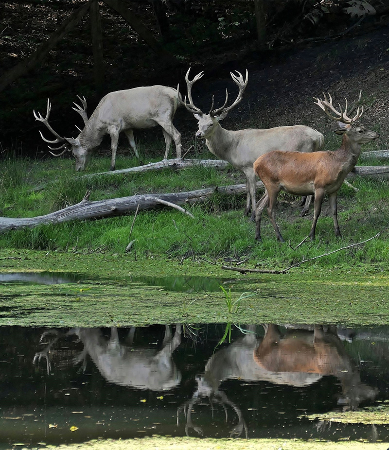 Dyrehaven ved Kongebro i Middelfart